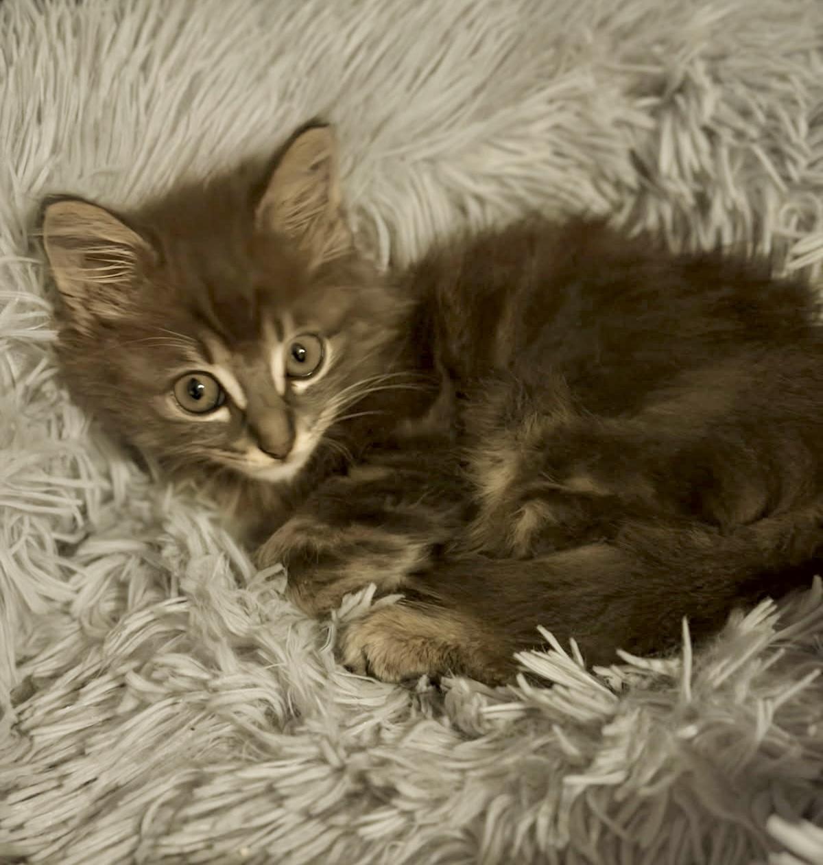 Enlarge The Alleycat kittens, a Adoptable mixed breed in Houston, TX image 1/6