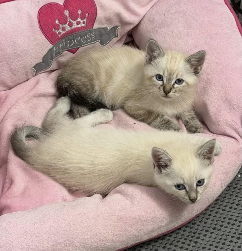 Enlarge The Alleycat kittens, a Adoptable mixed breed in Houston, TX image 5/6