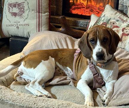 TRUDY - ADOPTION PENDING!, a Adoptable Basset Hound in Mays Landing, NJ image 1/3