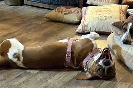 TRUDY - ADOPTION PENDING!, a Adoptable Basset Hound in Mays Landing, NJ image 2/3