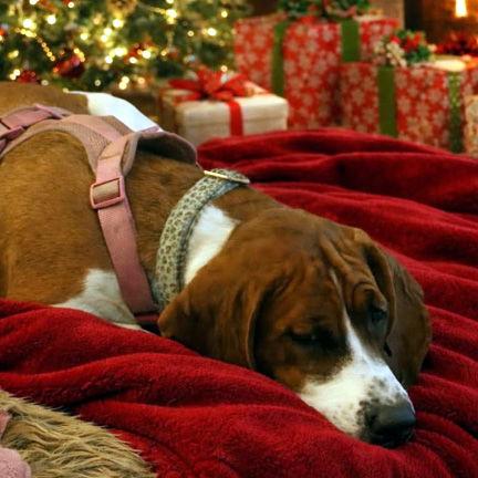 TRUDY - ADOPTION PENDING!, a Adoptable Basset Hound in Mays Landing, NJ image 3/3