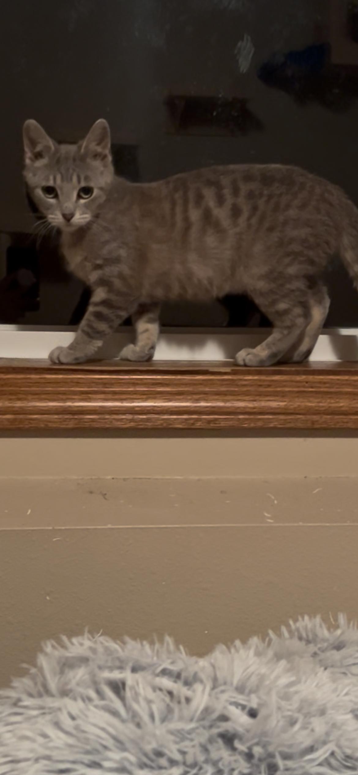 Kermit, an adoptable Domestic Short Hair in Rice, MN, 56367 | Photo Image 3