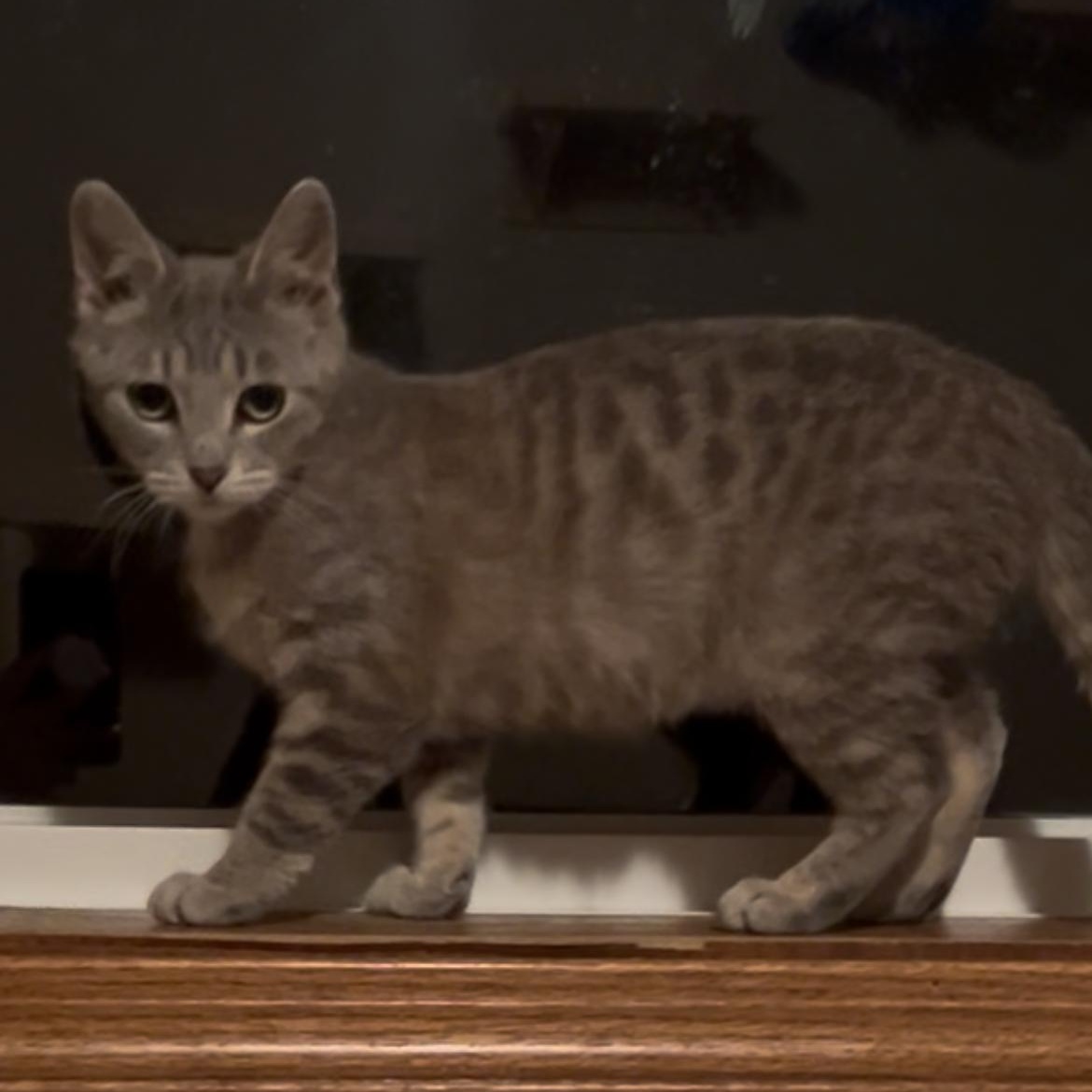 Enlarge Kermit, a Adoptable Domestic Short Hair in Rice, MN image 5/6