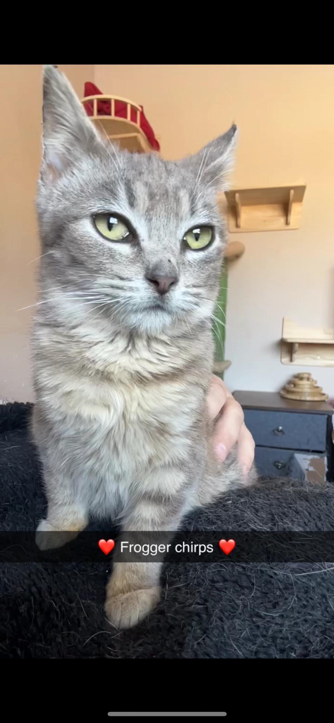 Enlarge Kermit, a Adoptable Domestic Short Hair in Rice, MN image 1/6