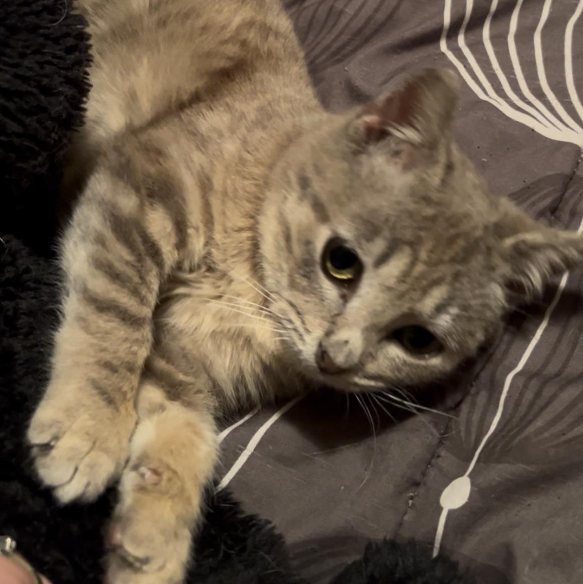 Enlarge Kermit, a Adoptable Domestic Short Hair in Rice, MN image 2/6