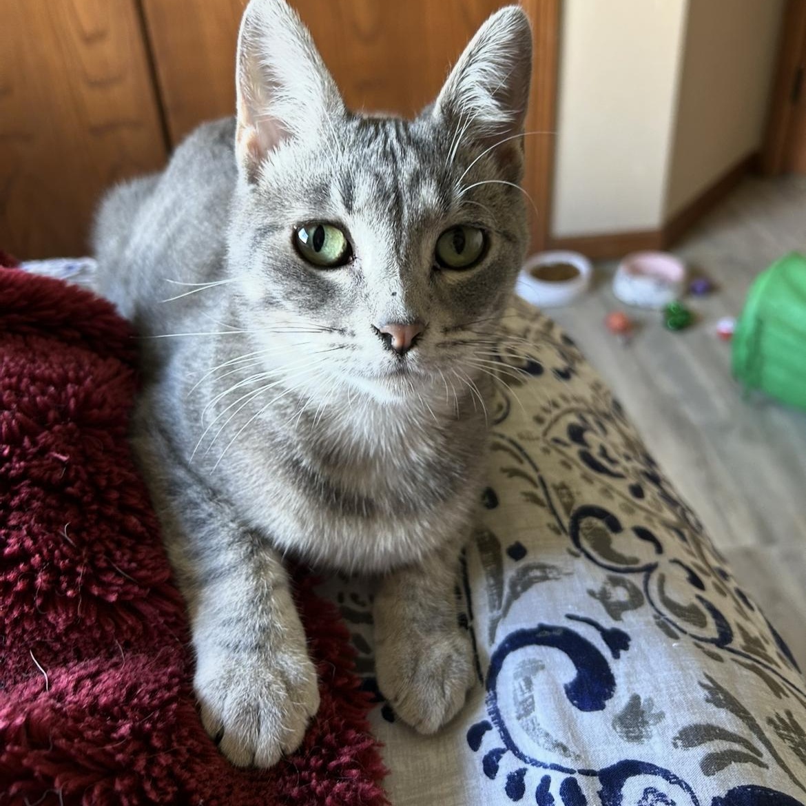 Kermit, Adoptable, Young Female Domestic Short Hair.