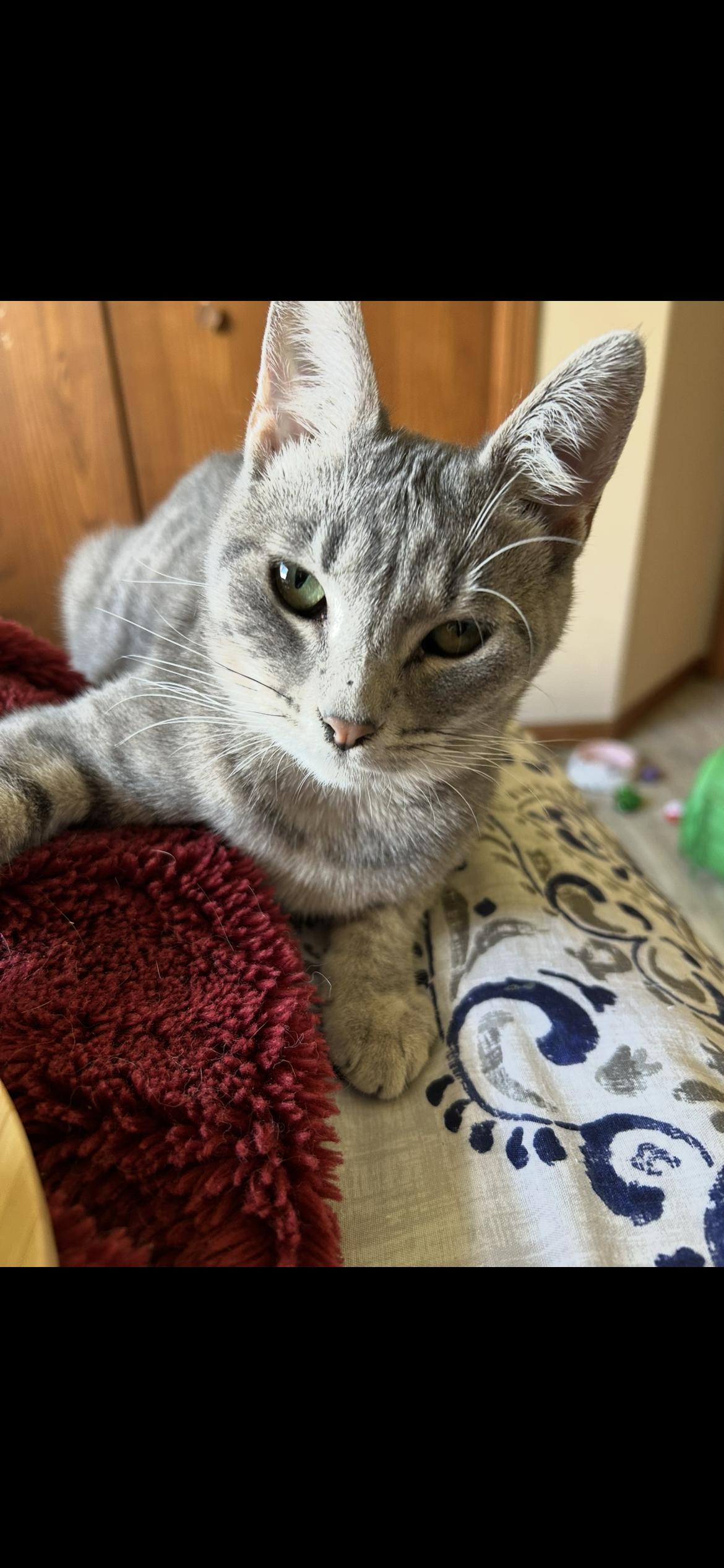 Kermit, a Adoptable Domestic Short Hair image 2/6