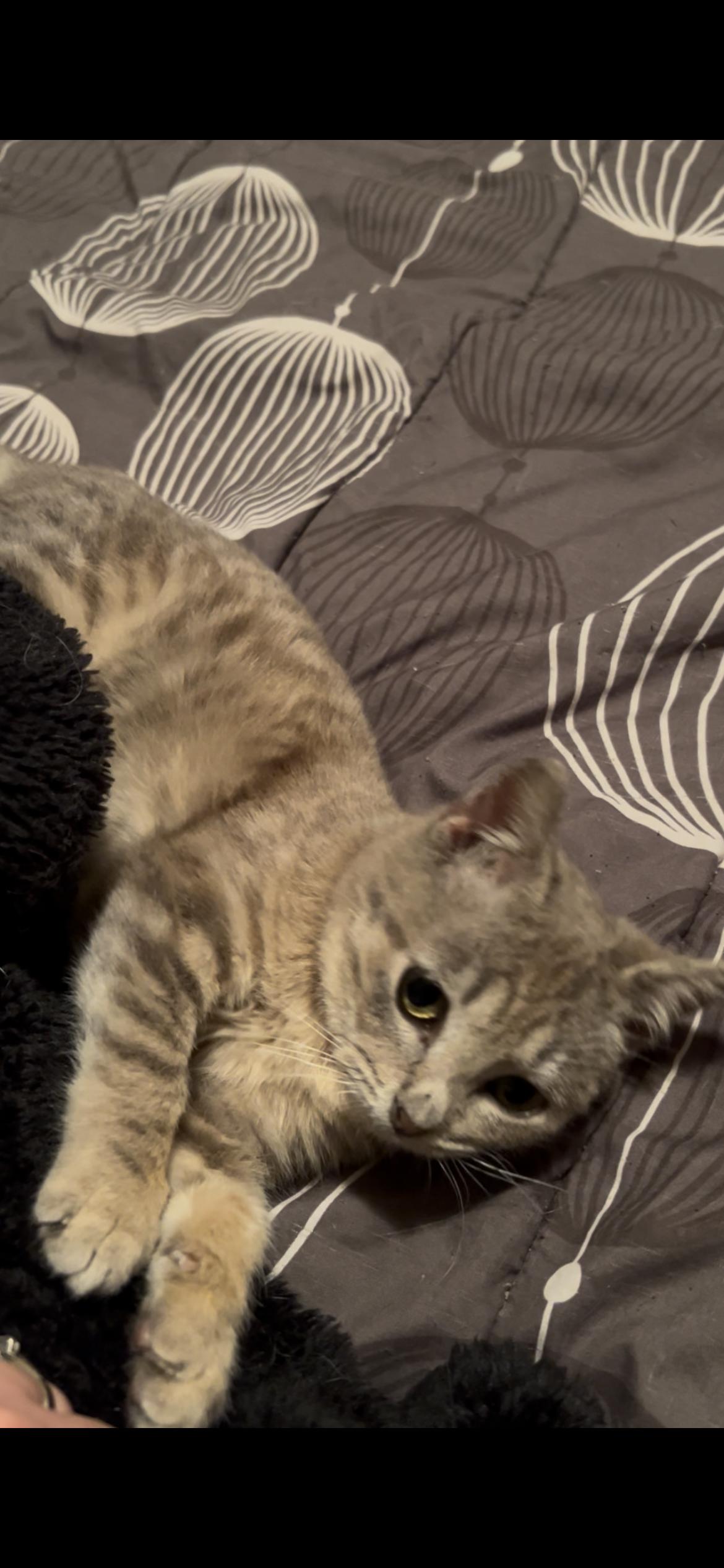 Kermit, a Adoptable Domestic Short Hair image 6/6