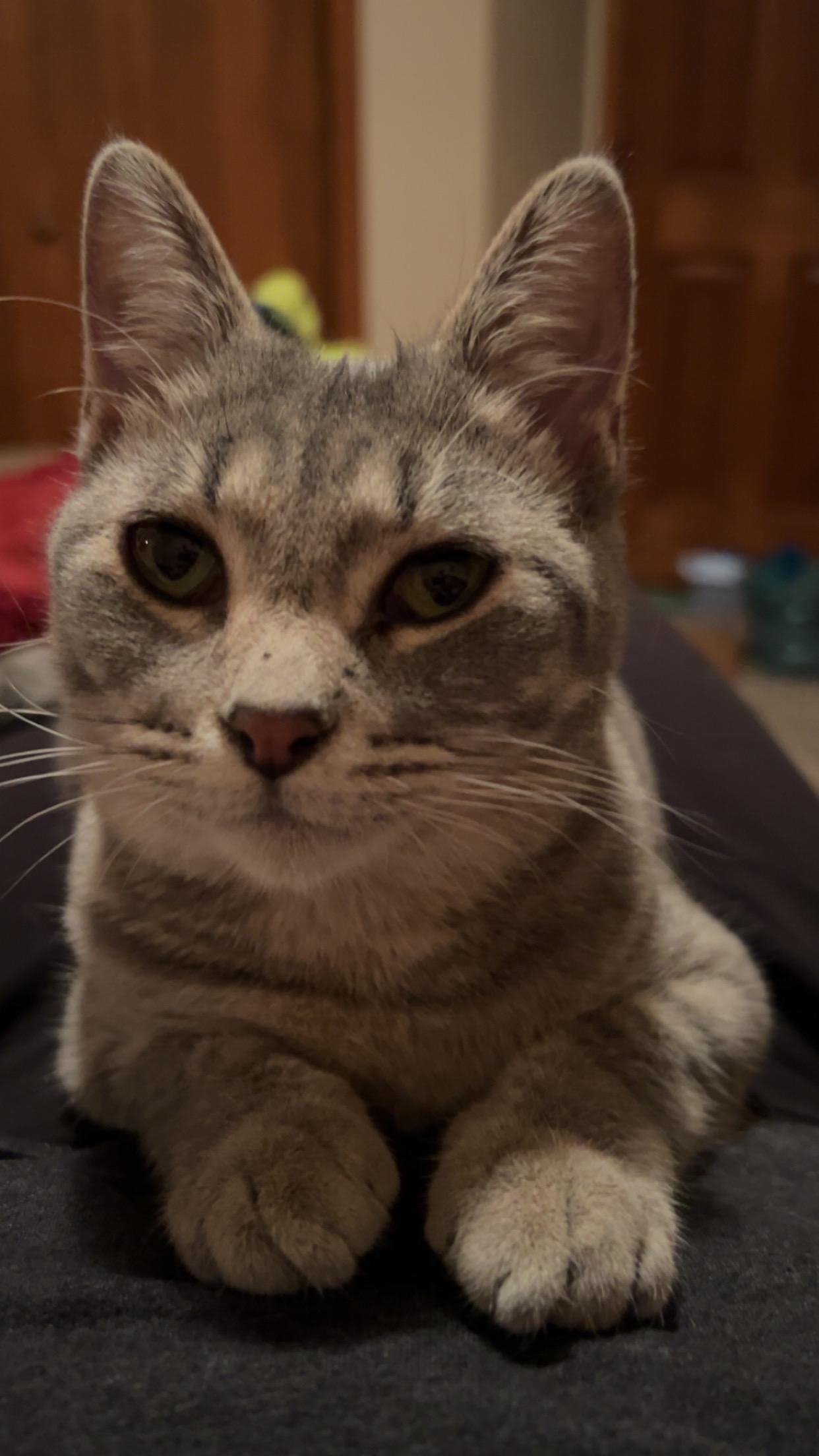 Enlarge Kermit, a Adoptable Domestic Short Hair in Rice, MN image 3/6