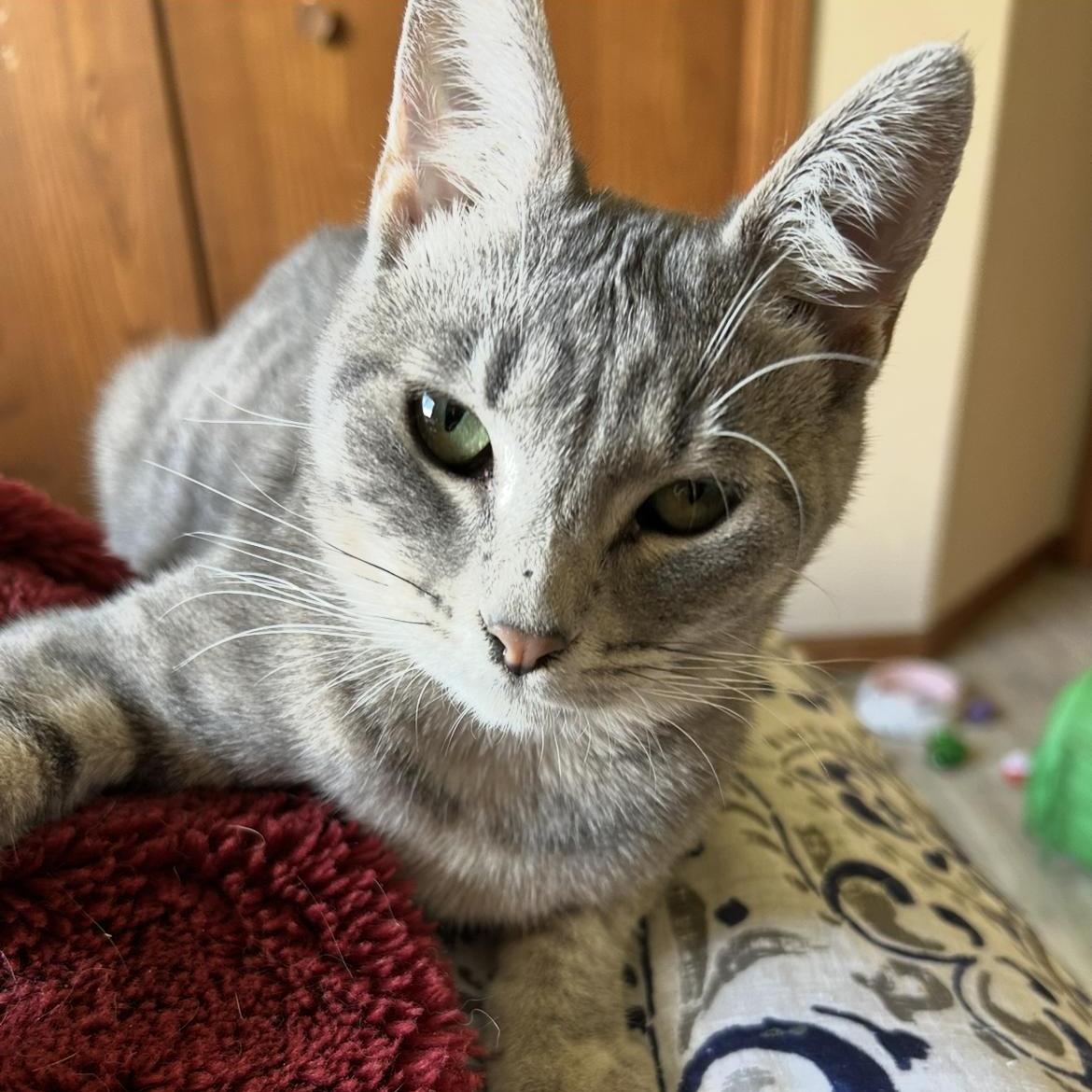 Enlarge Kermit, a Adoptable Domestic Short Hair in Rice, MN image 4/6