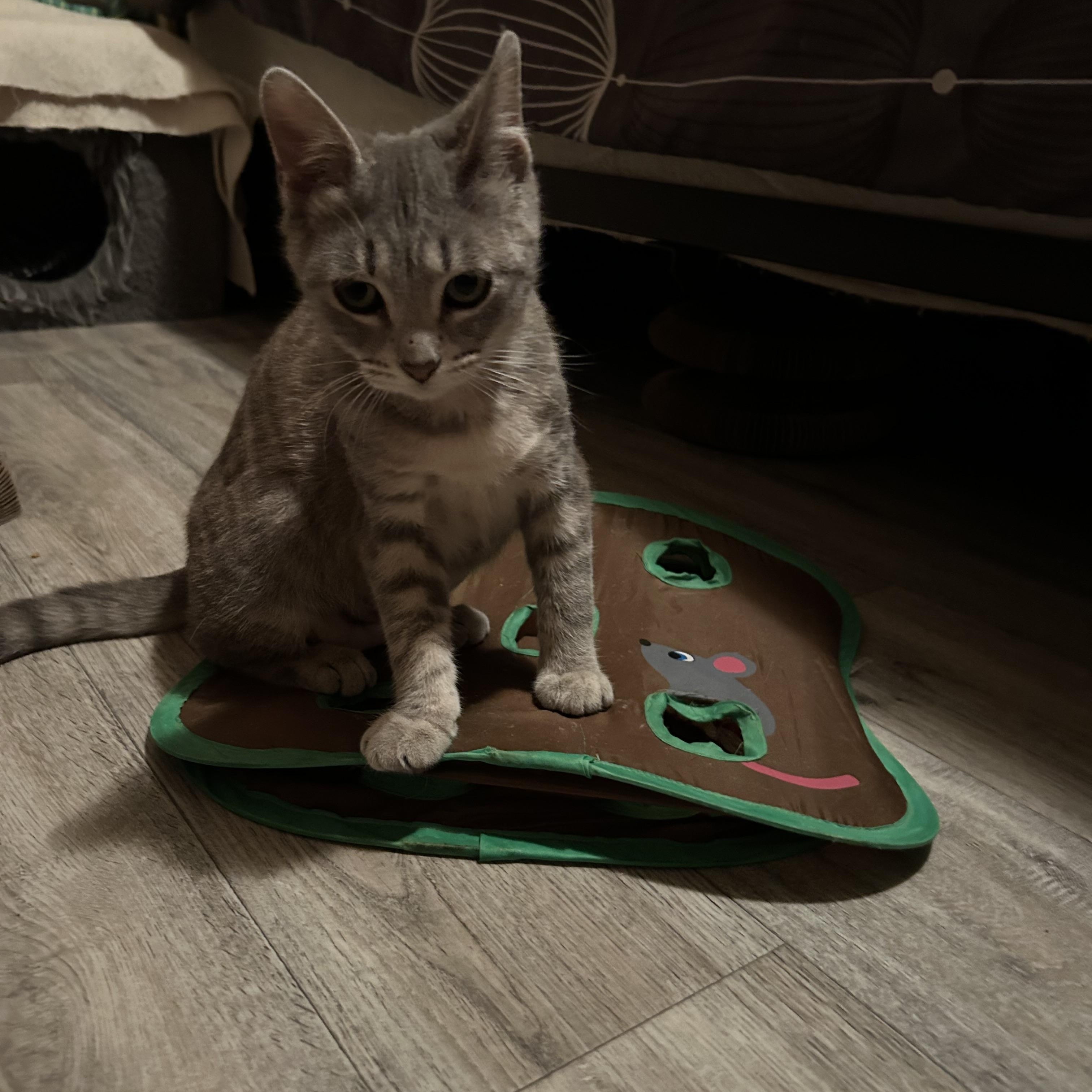 Kermit, an adoptable Domestic Short Hair in Rice, MN, 56367 | Photo Image 2