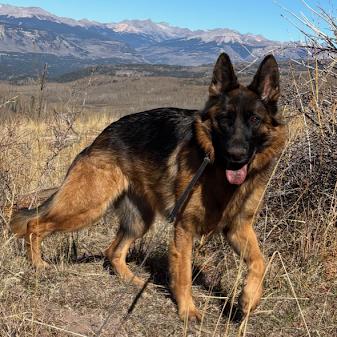 Lova, Adoptable, Adult Female German Shepherd Dog.