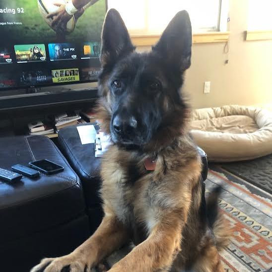 Enlarge Lova, a Adoptable German Shepherd Dog in Durango, CO image 2/6