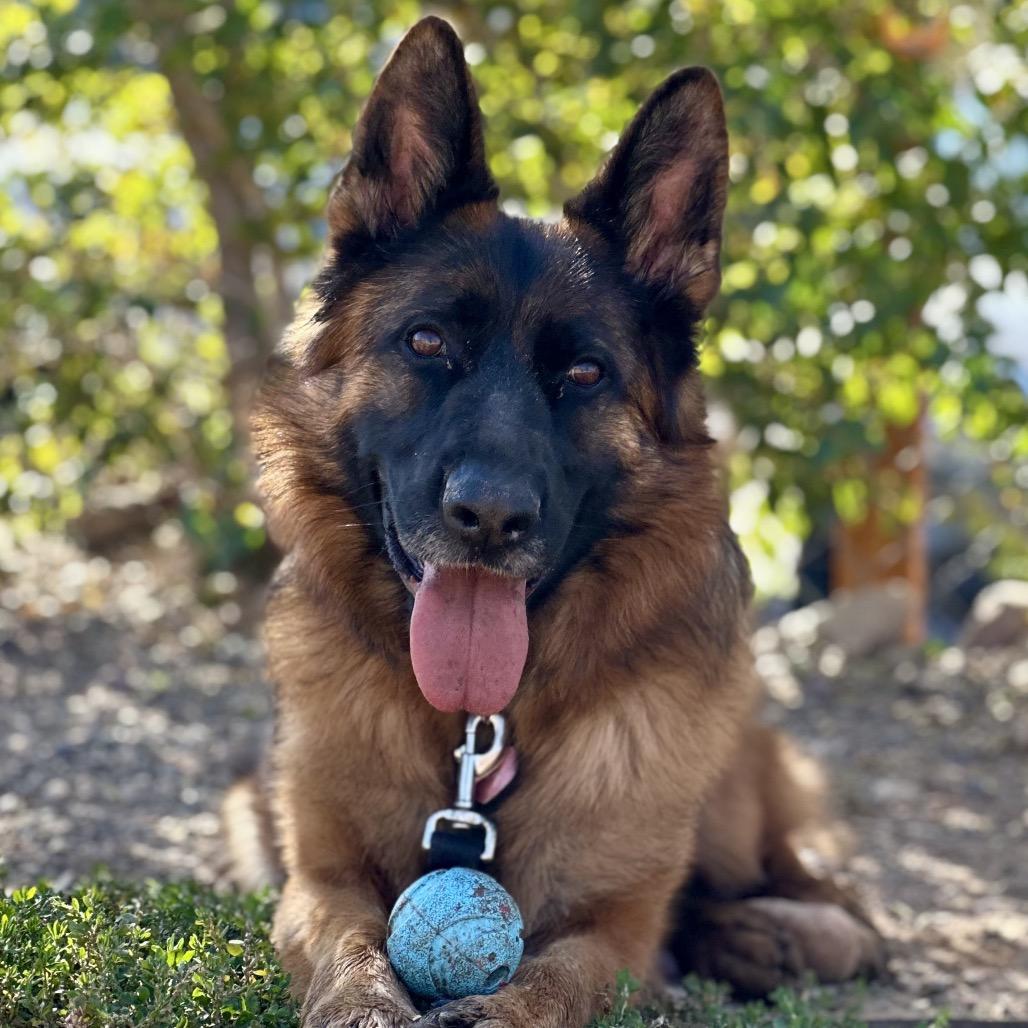 Enlarge Lova, a Adoptable German Shepherd Dog in Durango, CO image 3/6