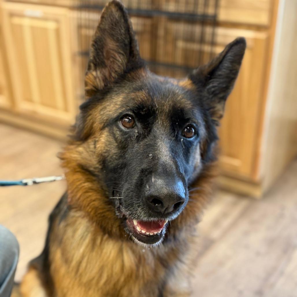 Enlarge Lova, a Adoptable German Shepherd Dog in Durango, CO image 5/6