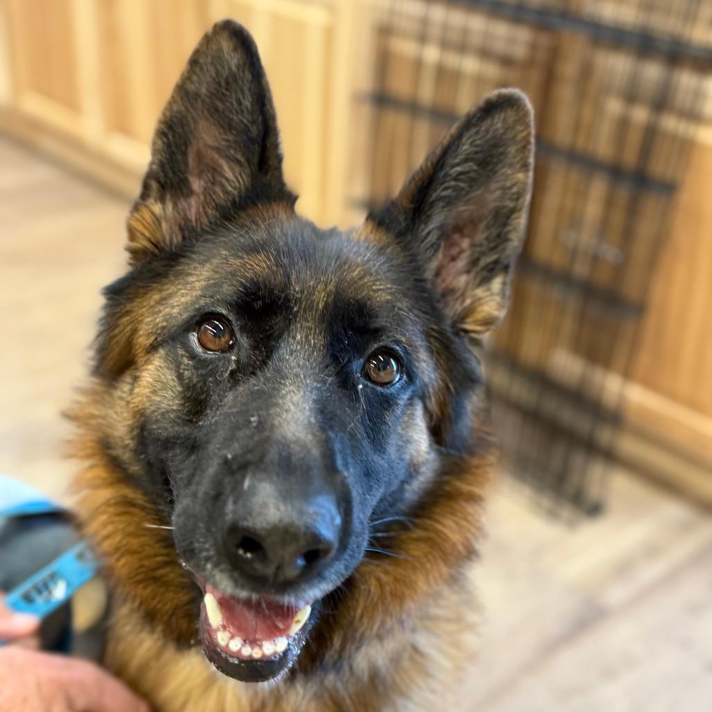 Lova, a Adoptable German Shepherd Dog in Durango, CO image 6/6