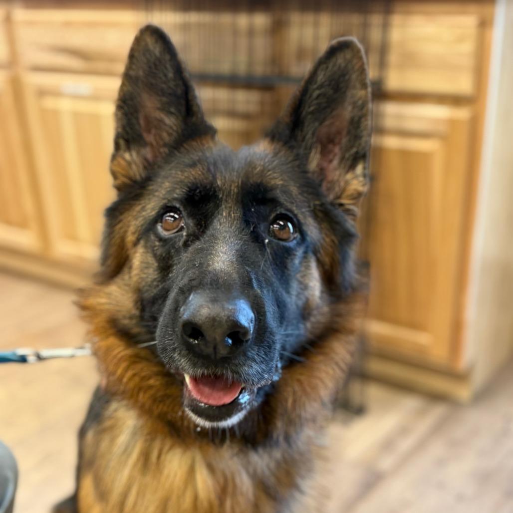 Enlarge Lova, a Adoptable German Shepherd Dog in Durango, CO image 6/6