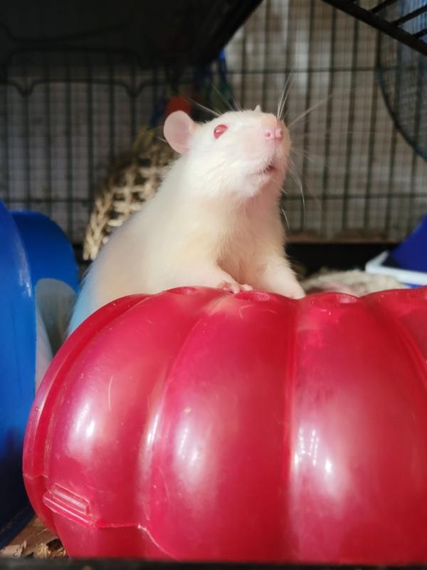 Siffrin, Douglas & Brutus, Adoptable, Adult Male Rat.