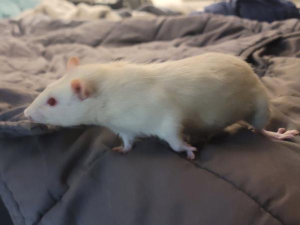 Enlarge Siffrin & Douglas, a Adoptable Rat in Brooklyn, NY image 5/6