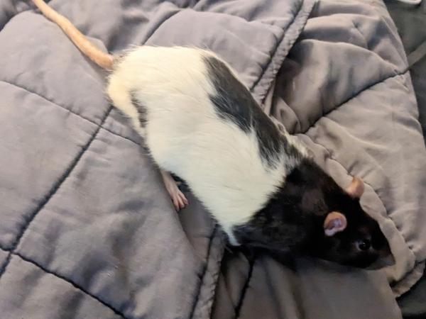 Enlarge Siffrin & Douglas, a Adoptable Rat in Brooklyn, NY image 4/6