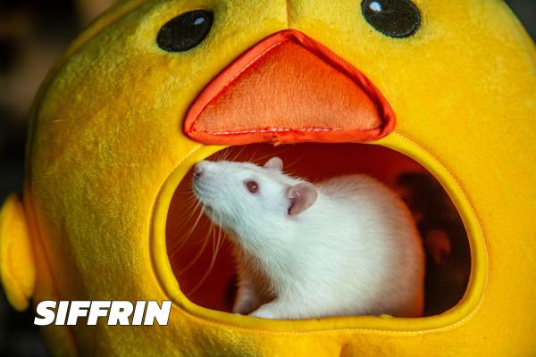 Enlarge Siffrin, Douglas & Brutus, a Adoptable Rat in Brooklyn, NY image 2/5