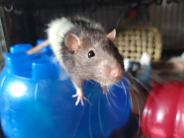 Enlarge Siffrin, Douglas & Brutus, a Adoptable Rat in Brooklyn, NY image 3/5