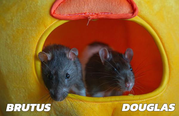 Enlarge Siffrin, Douglas & Brutus, a Adoptable Rat in Brooklyn, NY image 4/5
