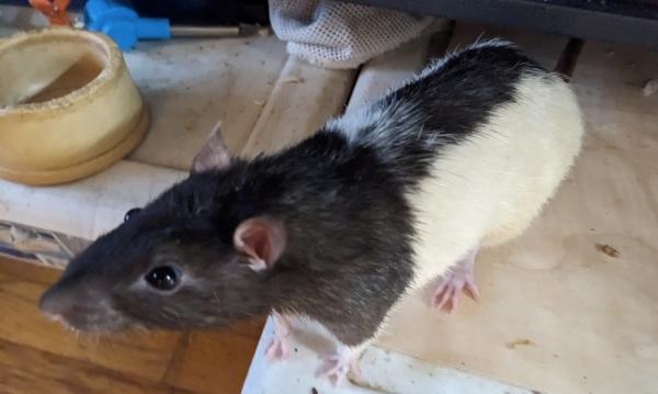 Enlarge Siffrin, Douglas & Brutus, a Adoptable Rat in Brooklyn, NY image 5/5