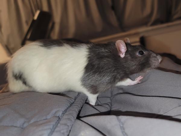 Enlarge Siffrin & Douglas, a Adoptable Rat in Brooklyn, NY image 6/6
