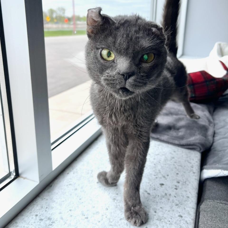 Gumby, ADOPTABLE, Adult Male Domestic Short Hair.