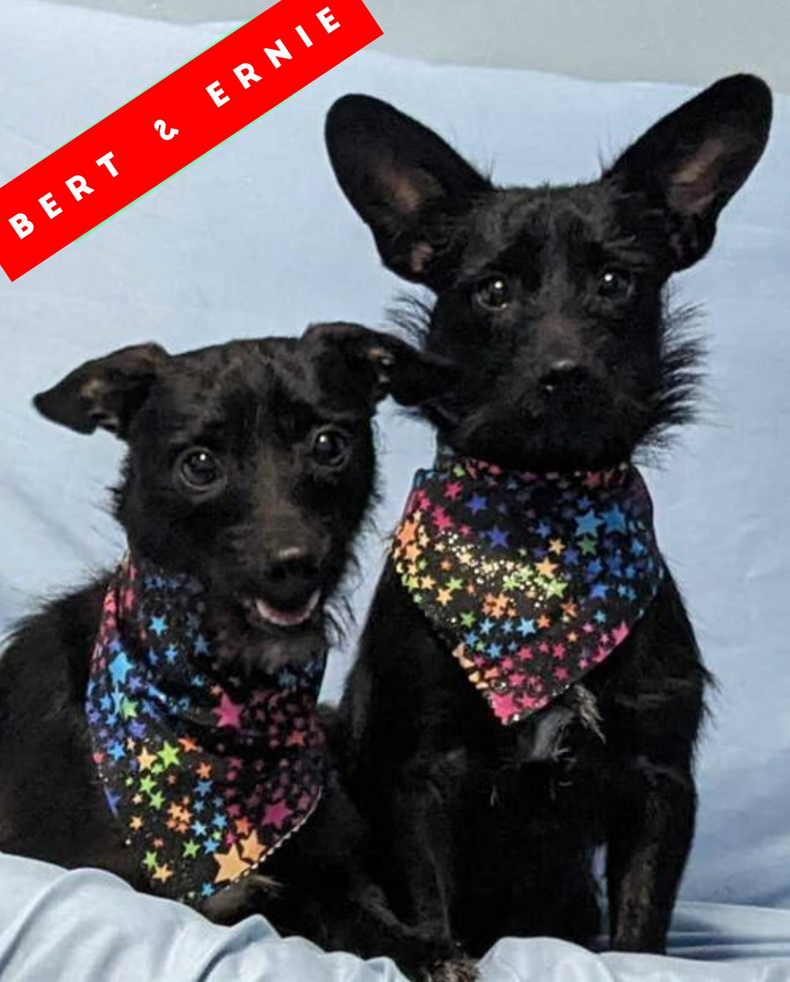 Enlarge Bert & Ernie, a Adoptable mixed breed in Crystal, MN image 1/3