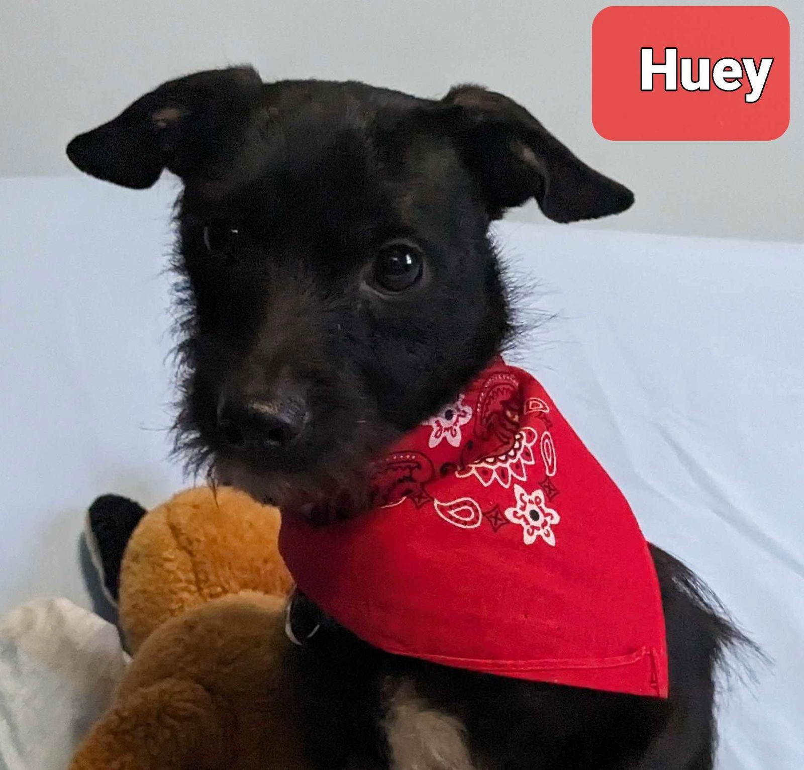 Huey & Louie, a Adoptable mixed breed in Crystal, MN image 1/3