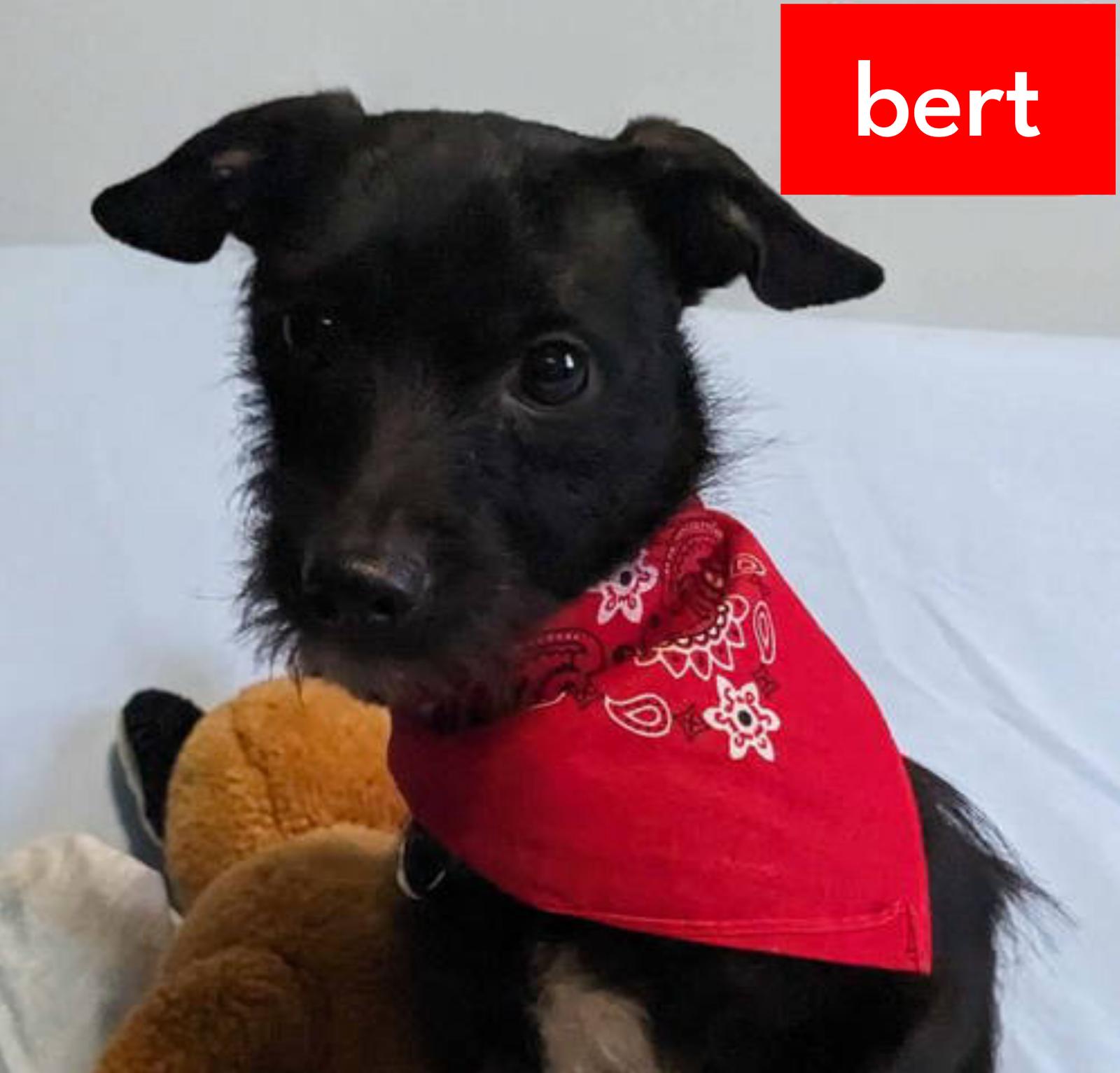 Enlarge Bert & Ernie, a Adoptable mixed breed in Crystal, MN image 2/3