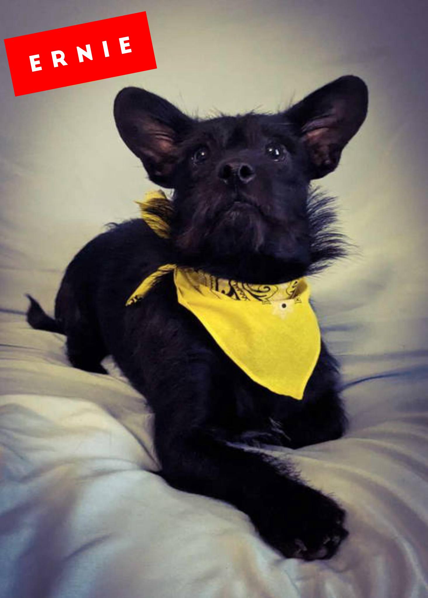 Enlarge Bert & Ernie, a Adoptable mixed breed in Crystal, MN image 3/3