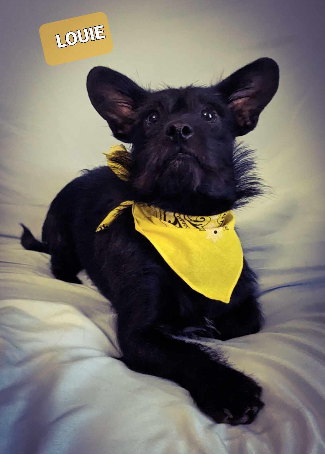 Huey & Louie, a Adoptable mixed breed in Crystal, MN image 2/3