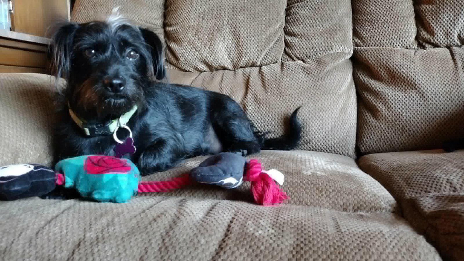 Bert & Ernie, a Adoptable mixed breed in Crystal, MN image 3/3