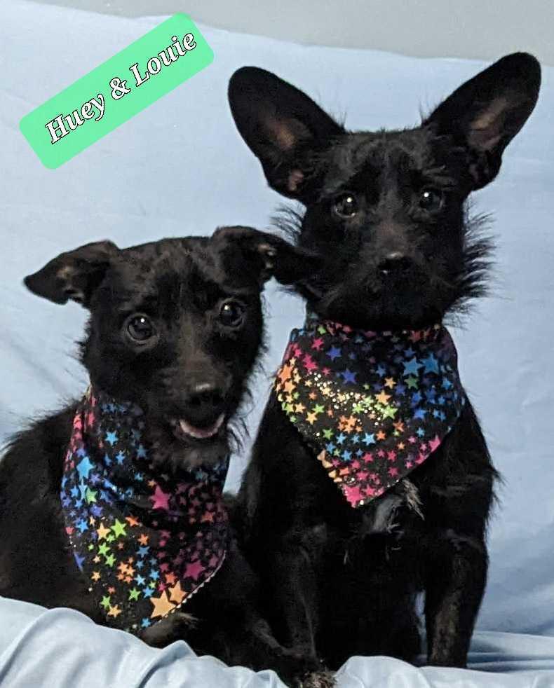 Huey & Louie, a Adoptable mixed breed in Crystal, MN image 3/3