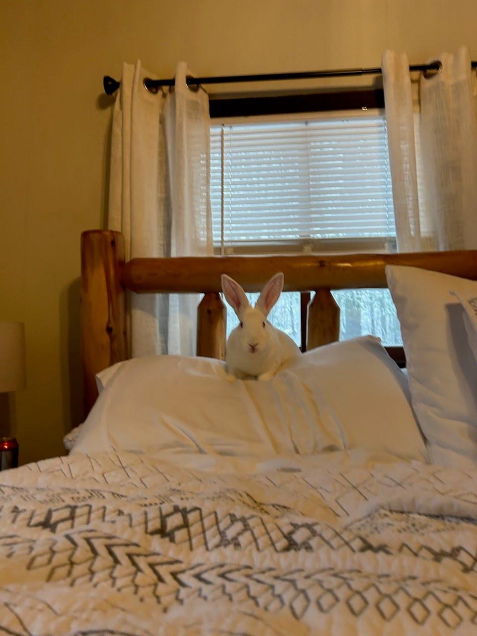 Diane, a Adoptable New Zealand image 2/2