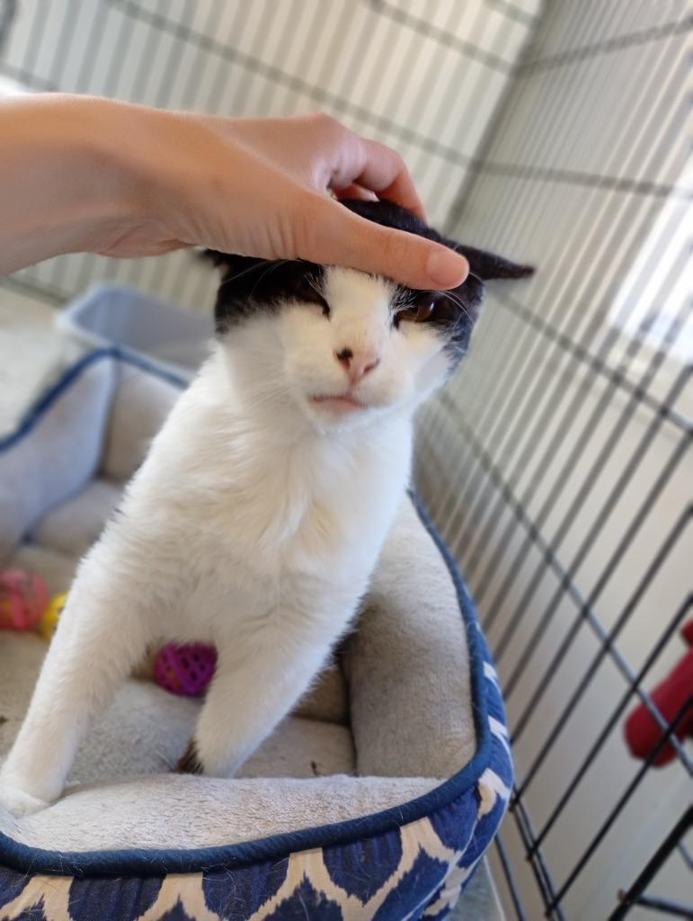 Bert, Adoptable, Adult Male Domestic Short Hair.