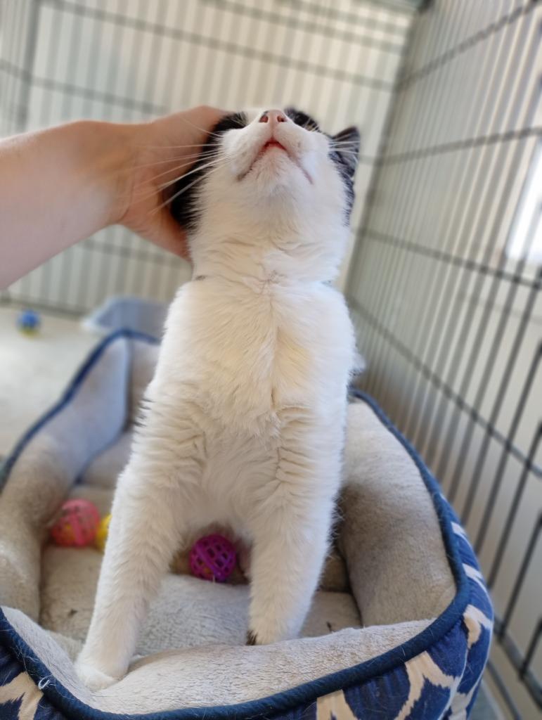 Bert, a Adoptable mixed breed in Saint James, MN image 2/5