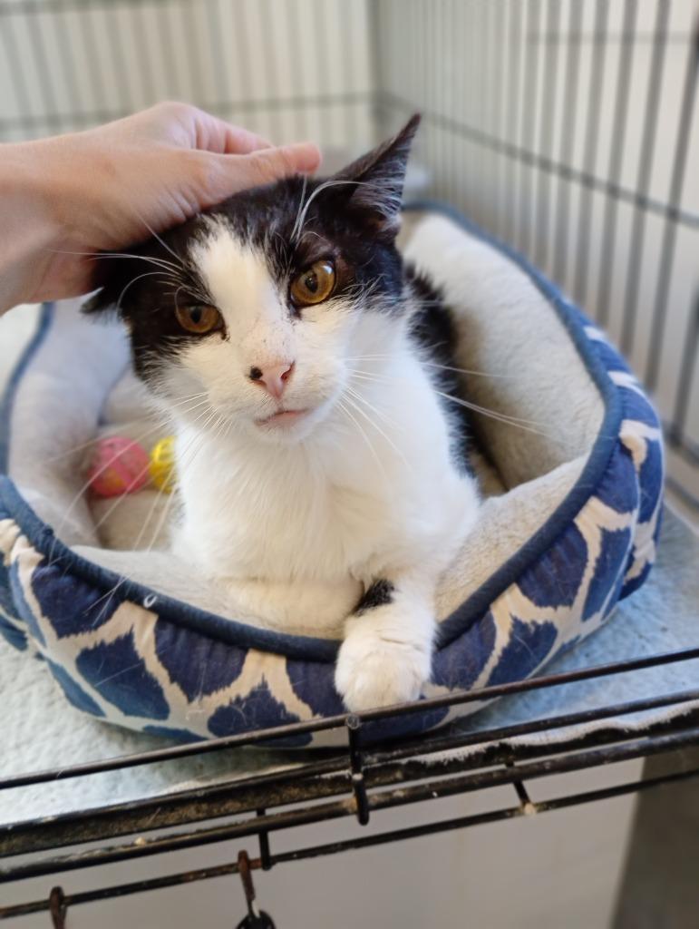 Bert, a Adoptable mixed breed in Saint James, MN image 3/5