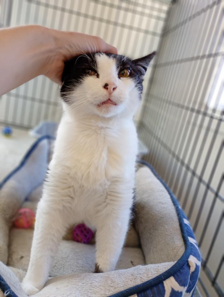 Bert, a Adoptable mixed breed in Saint James, MN image 4/5