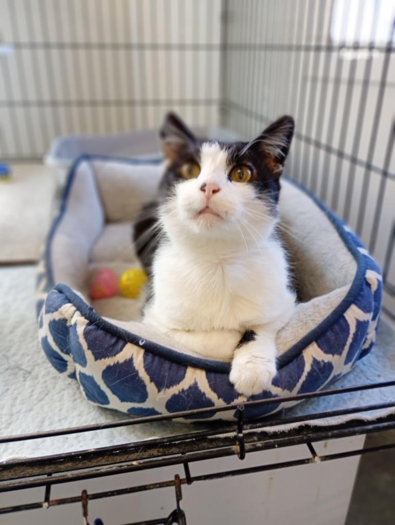 Bert, a Adoptable mixed breed in Saint James, MN image 5/5
