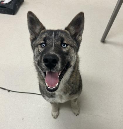 Wilson, Adoptable, Young Male Akita & Mixed Breed.