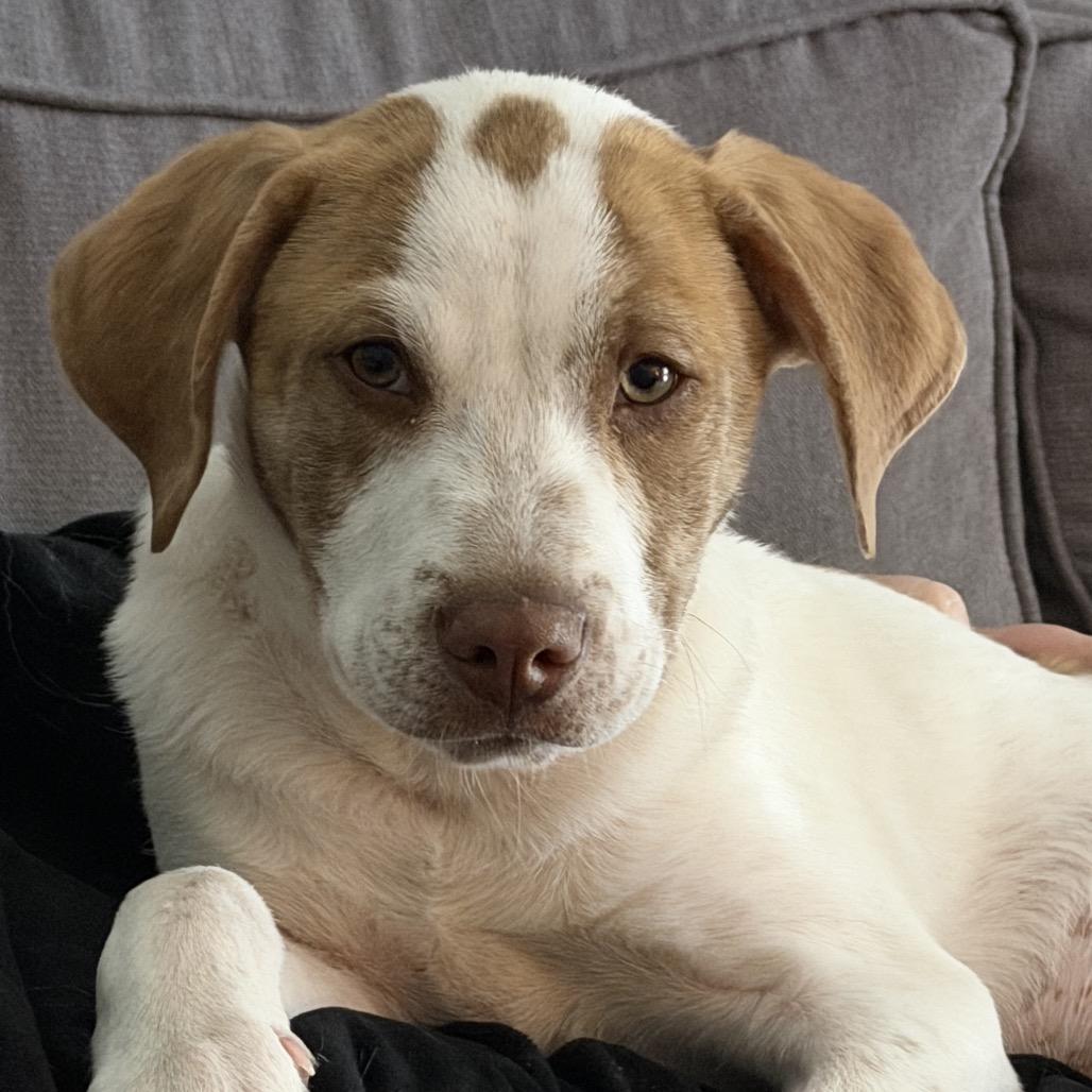 Melon, Adoptable, Puppy Male Mixed Breed.