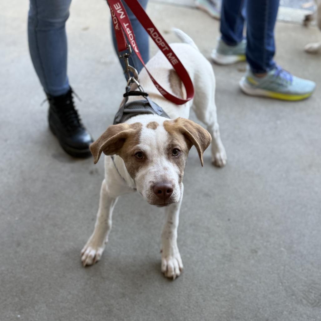 Enlarge Melon, a Adoptable Mixed Breed in Rockville, MD image 2/4
