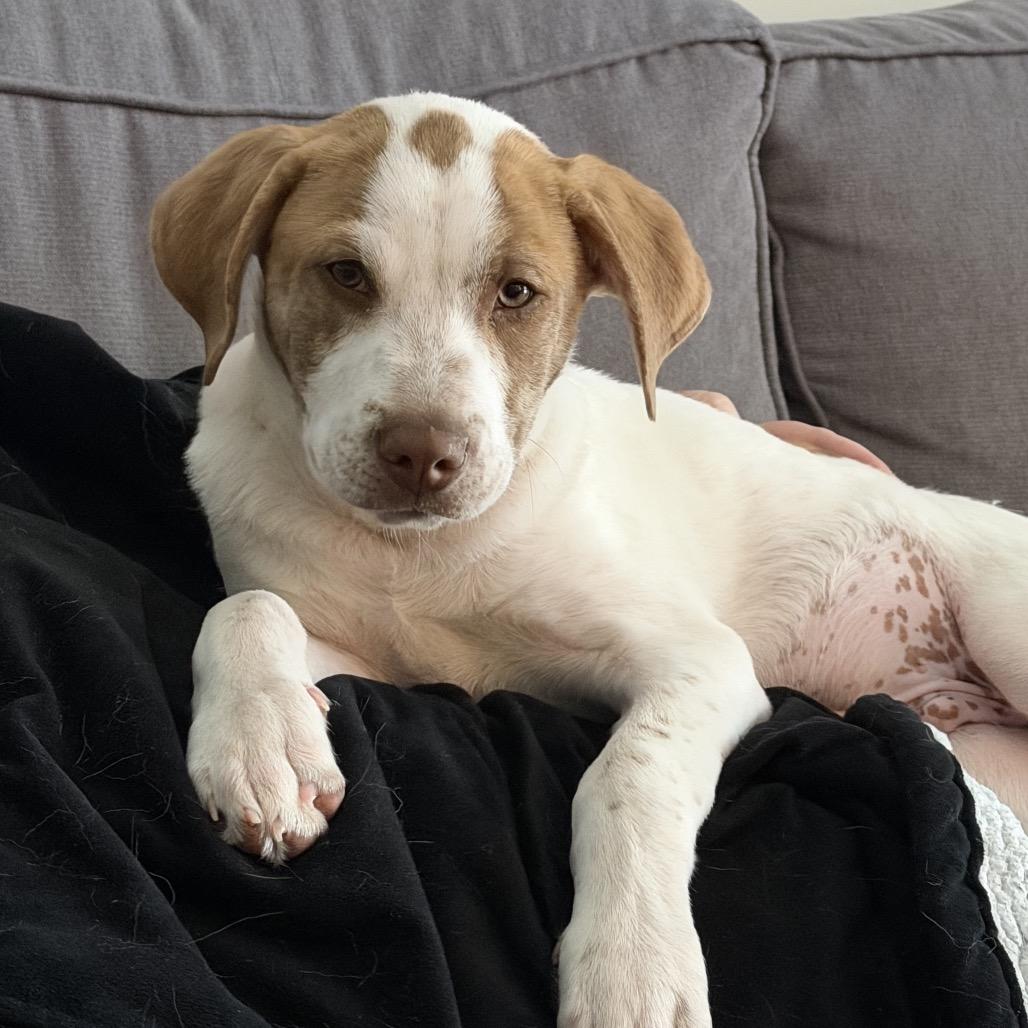 Enlarge Melon, a Adoptable Mixed Breed in Rockville, MD image 3/4