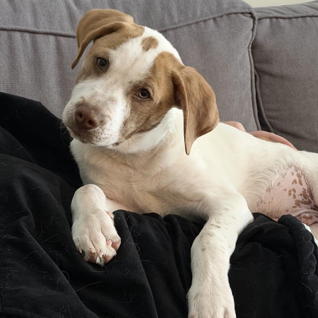 Enlarge Melon, a Adoptable Mixed Breed in Rockville, MD image 4/4