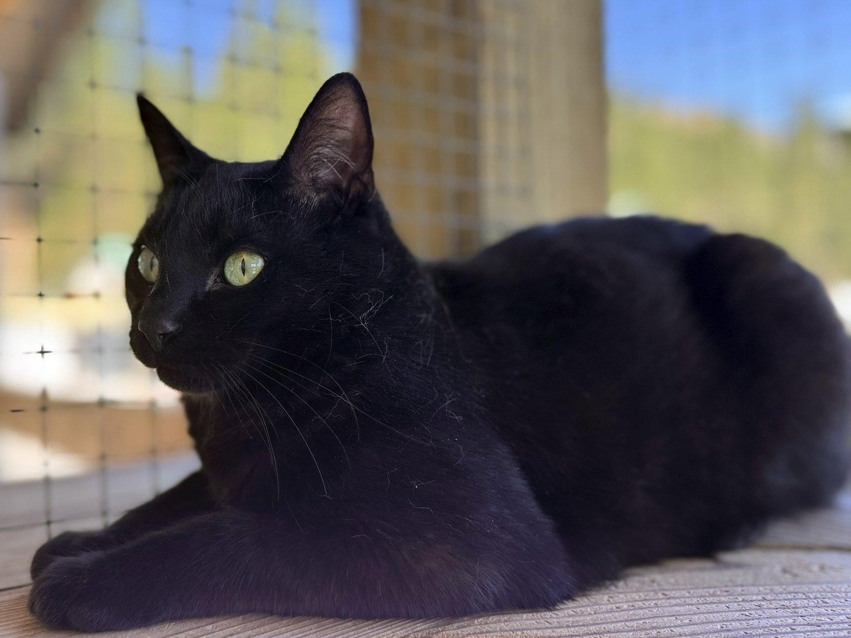 Beans, an adoptable Domestic Short Hair in Republic, WA, 99166 | Photo Image 5