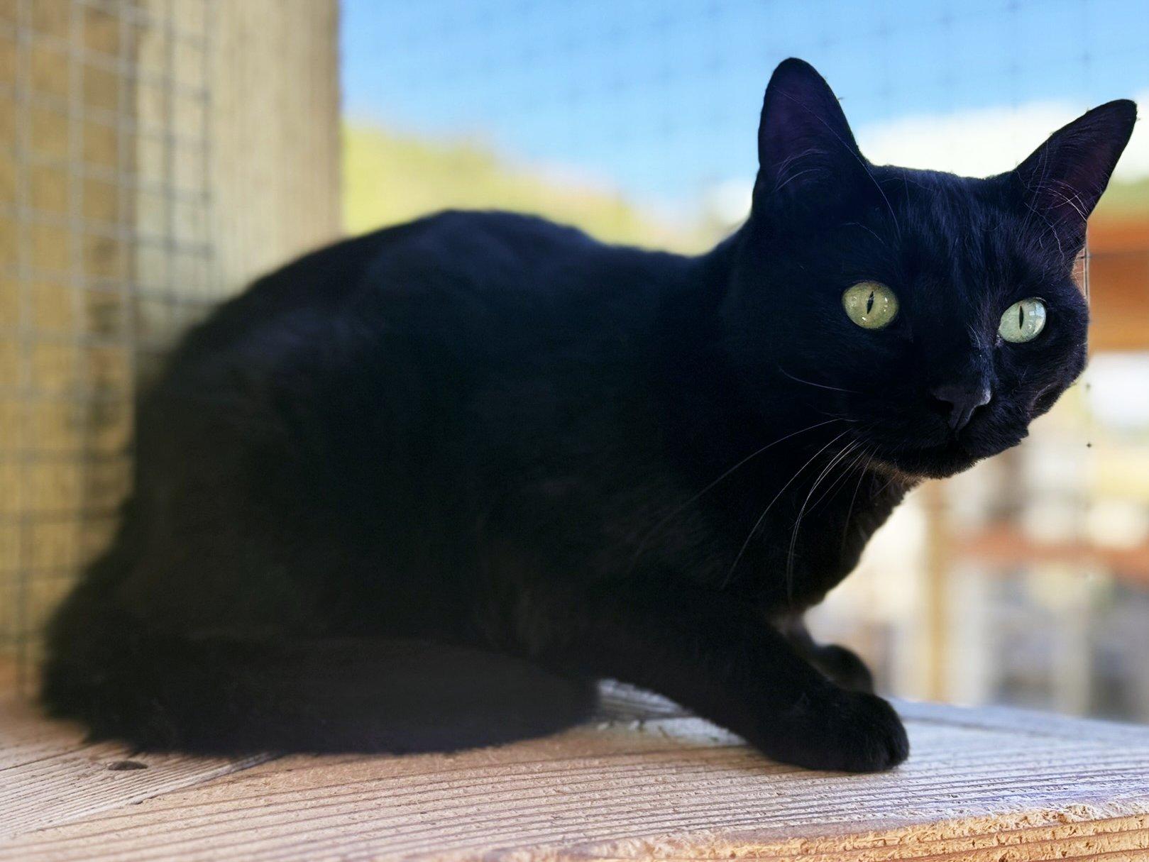 Beans, an adoptable Domestic Short Hair in Republic, WA, 99166 | Photo Image 3